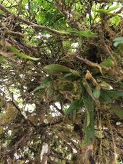 Ionopsis utricularioides