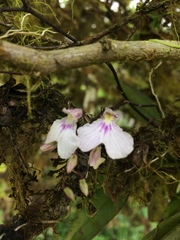 Ionopsis utricularioides