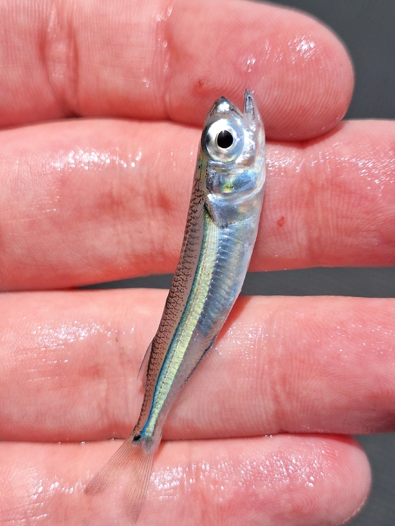 Eendracht land silverside (Atherinomorus endrachtensis) — Atherinidae