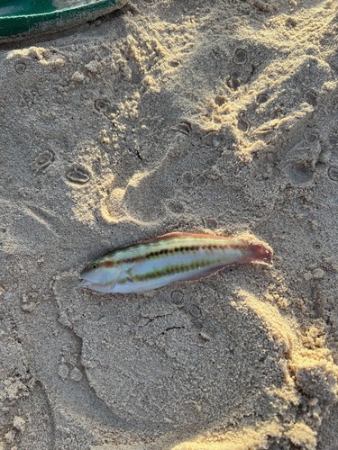 Photo of Slippery dick (Halichoeres bivittatus)