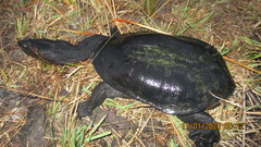 Chelodina oblonga