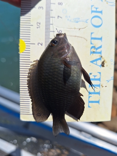 Ward's damsel (Pomacentrus wardi) — Pomacentridae — 3