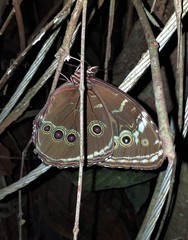 Morpho helenor theodorus