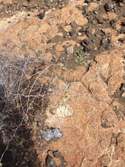 Euphorbia amplexicaulis