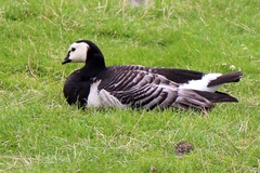 Branta leucopsis