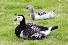 Branta leucopsis