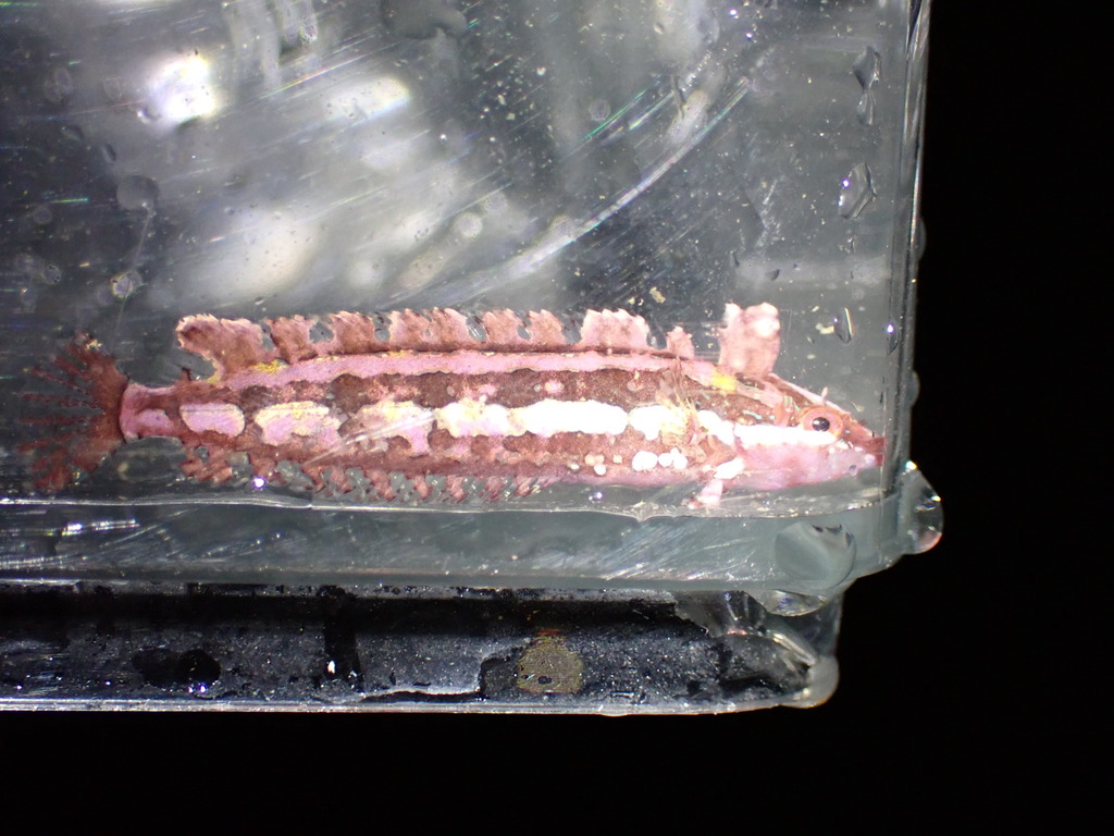 Crevice Kelpfish