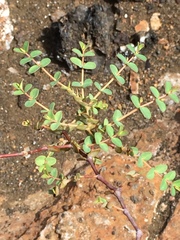 Euphorbia amplexicaulis