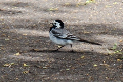 Motacilla alba