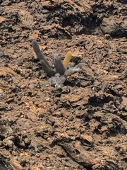 Brachycereus nesioticus