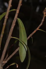 Tasmannia stipitata
