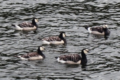 Branta leucopsis