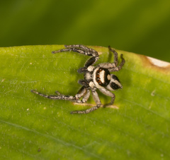 Leptofreya