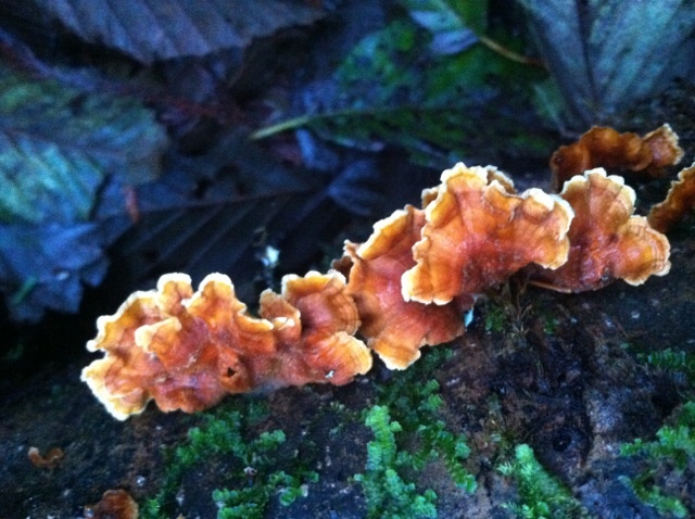 Stereum hirsutum image