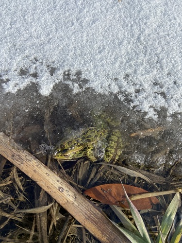 Northern Leopard Frog observed by mitchoutdoors