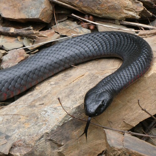 Red-bellied Black Snake sighting