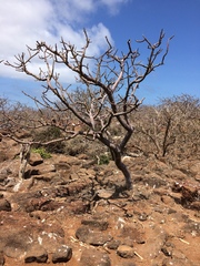 Bursera graveolens malacophylla