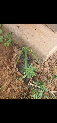 Northern Death Adder sighting