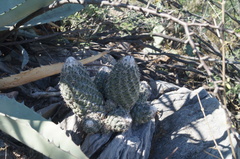Coryphantha durangensis