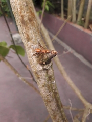 Cephalotes clypeatus