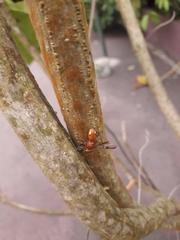 Cephalotes clypeatus