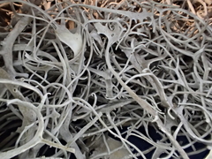 Dendrographa alectoroides