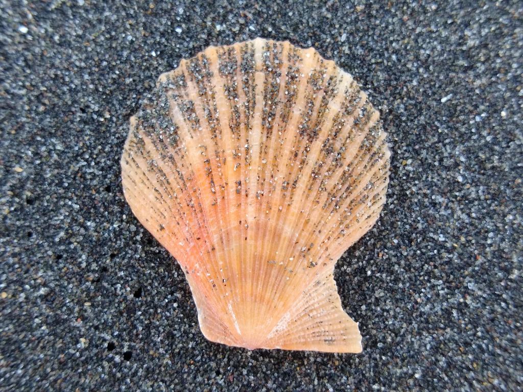 Talochlamys