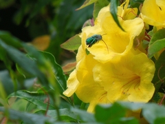 Euglossa viridissima