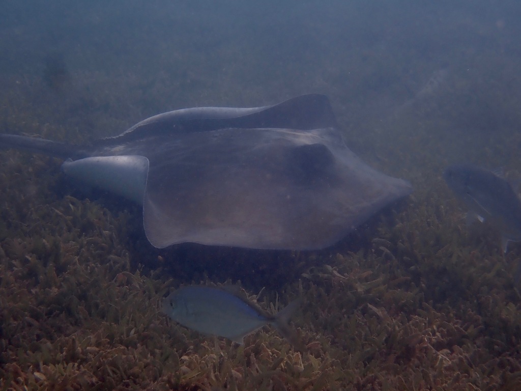 Southern stingray on a seagrass bed, St Thomas, US Virgin Islands