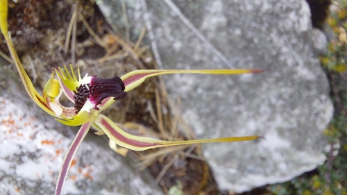 green-comb spider orchid (Caladenia dilatata)