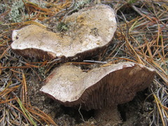 Russula dissimulans