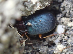 Chlaenius tricolor