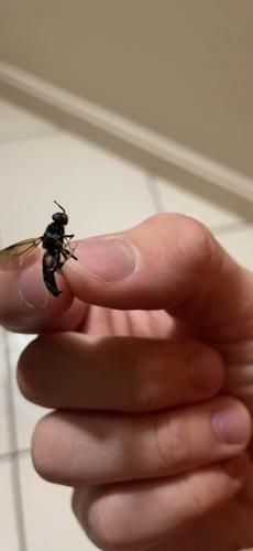 Unknown species found near Phoenix, MD 21131, USA