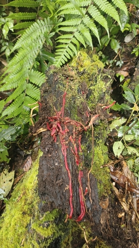 Galeola lindleyana