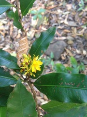 Ochnaceae