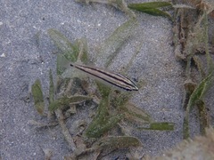 Haemulidae