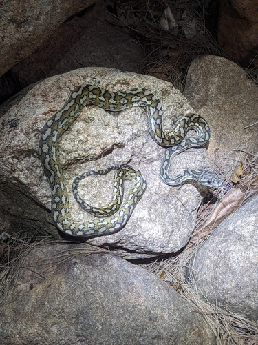 Coastal Carpet Python sighting