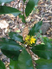 Ochnaceae