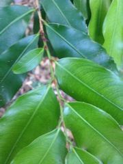 Ochnaceae