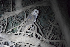 Tyto alba poensis