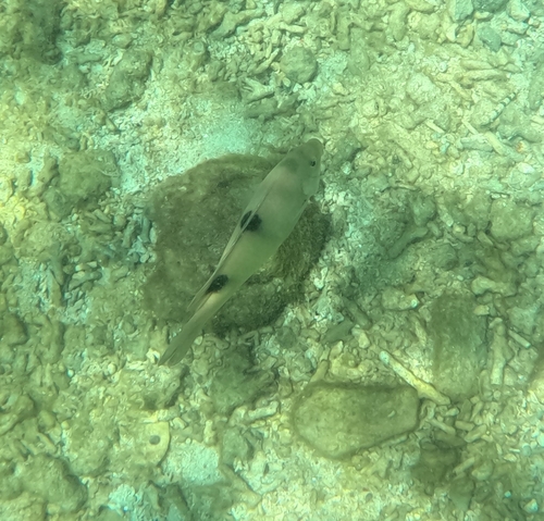Dischistodus perspicillatus