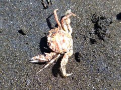 Nectocarcinus antarcticus