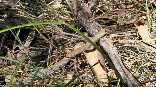 Yellow-faced Whipsnake sighting