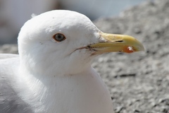Larus argentatus