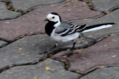 Motacilla alba