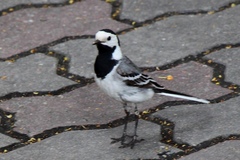 Motacilla alba