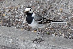 Motacilla alba