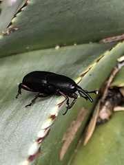 Scyphophorus
