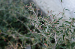 Atriplex aucheri