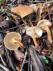 Cystoderma carcharias fallax